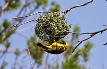 yellow bird on a nest 