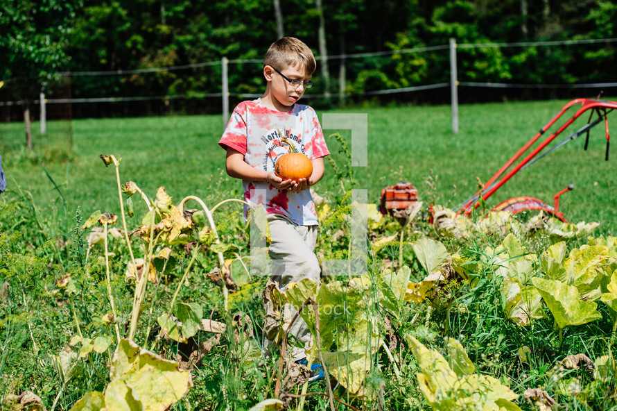 a boy picking a pumpkin out of a garden 
