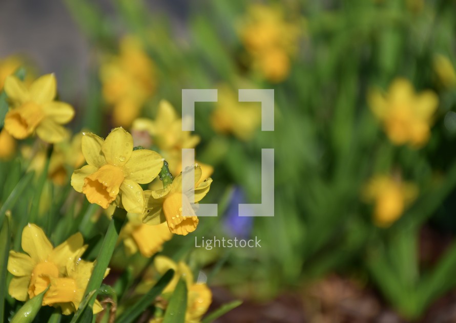 yellow spring daffodils in a flower garden 