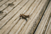 grasshopper on a deck 