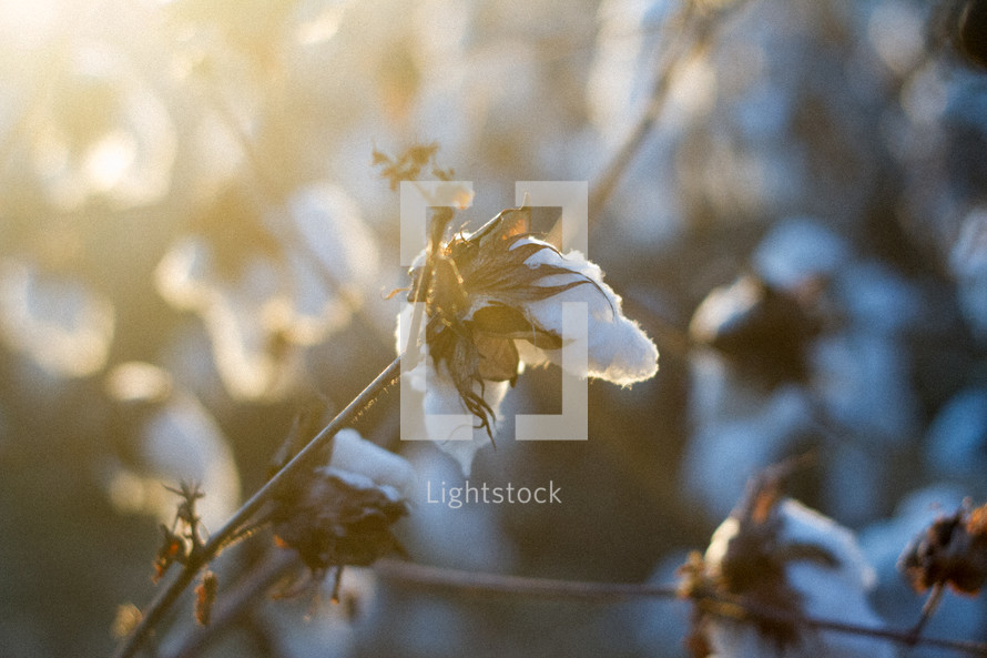 cotton plant in sunlight 