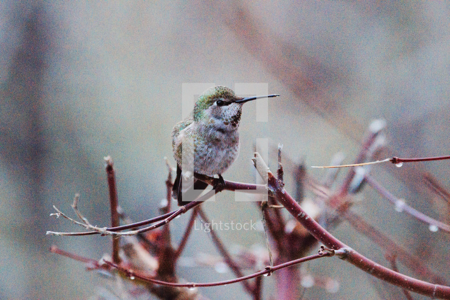 hummingbird perched on a branch 