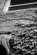 ivy vines climbing up a brick wall