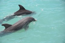 a pair of Dolphins swimming in a bay 