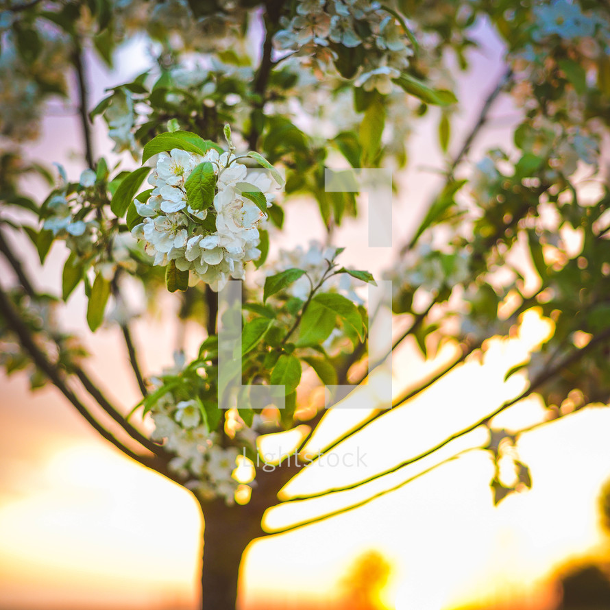 white spring blossoms on a tree at sunrise 