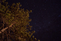tree and stars 