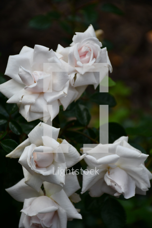 white roses in a rose garden 
