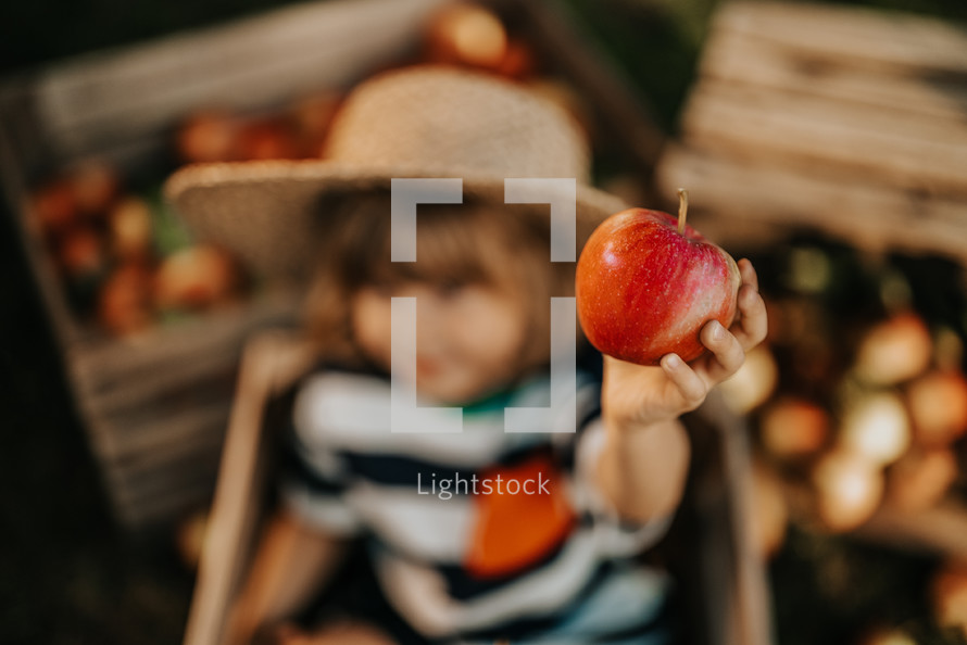 Cute little toddler boy eating ripe red apple in wooden box in orchard. Son in home garden explores plants, nature in autumn countryside. Amazing scene. Family, love, harvest, childhood concept