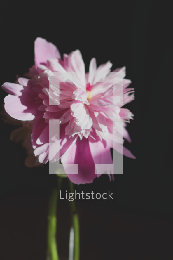 pink and white flowers in a vase on a black background 