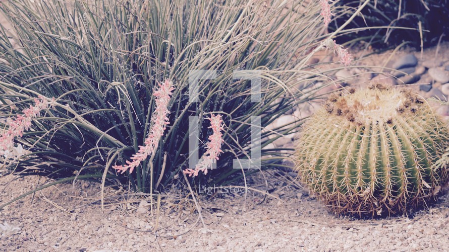 cactus and desert plants in a xeriscape lawn 