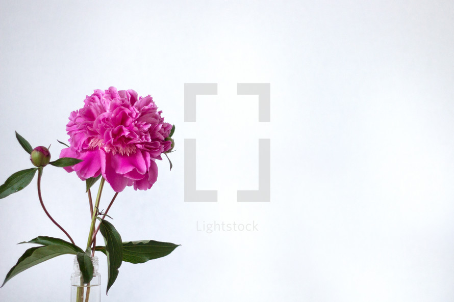 fuchsia flower in a vase on a white background 