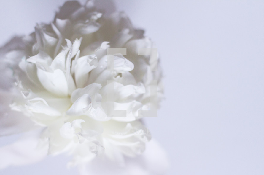 white flower on a white background 
