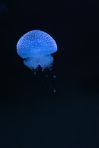illuminated jelly fish 