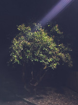 moon beam shining onto a tree 