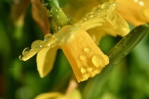 wet yellow daffodil in spring 