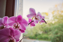 pink orchid flowers in a window 