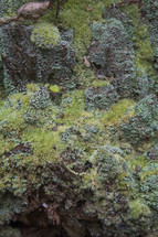 Moss-covered rocks.