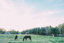 Horses grazing in a pasture surrounded by trees.
