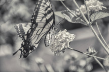 butterfly on lantana flowers 