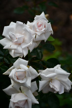 white roses in a rose garden 
