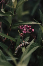 caterpillar on a plant 