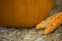 corn and pumpkin