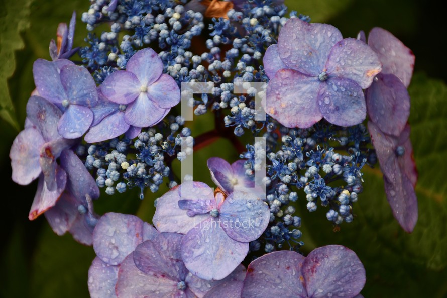 wet purple hydrangea flower in bloom 