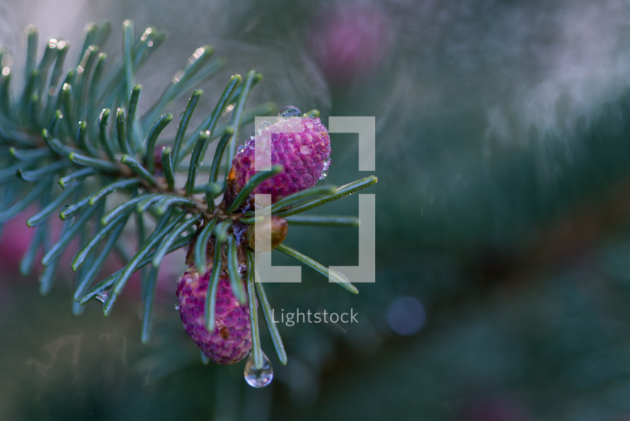 pink pine cones 