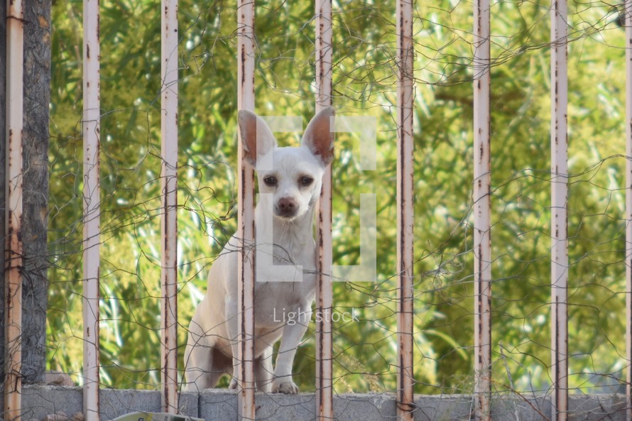 a chihuahua looking through bars of a fence 