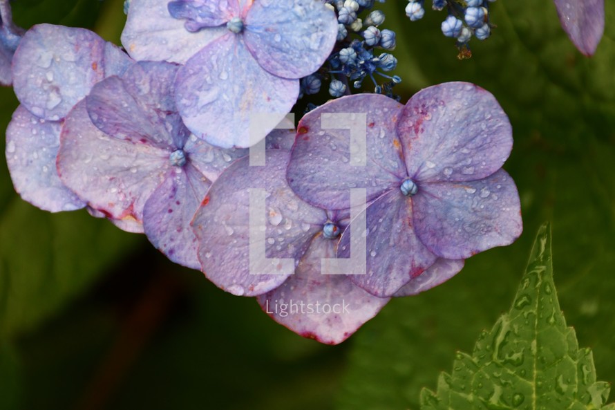 wet hydrangea flower 