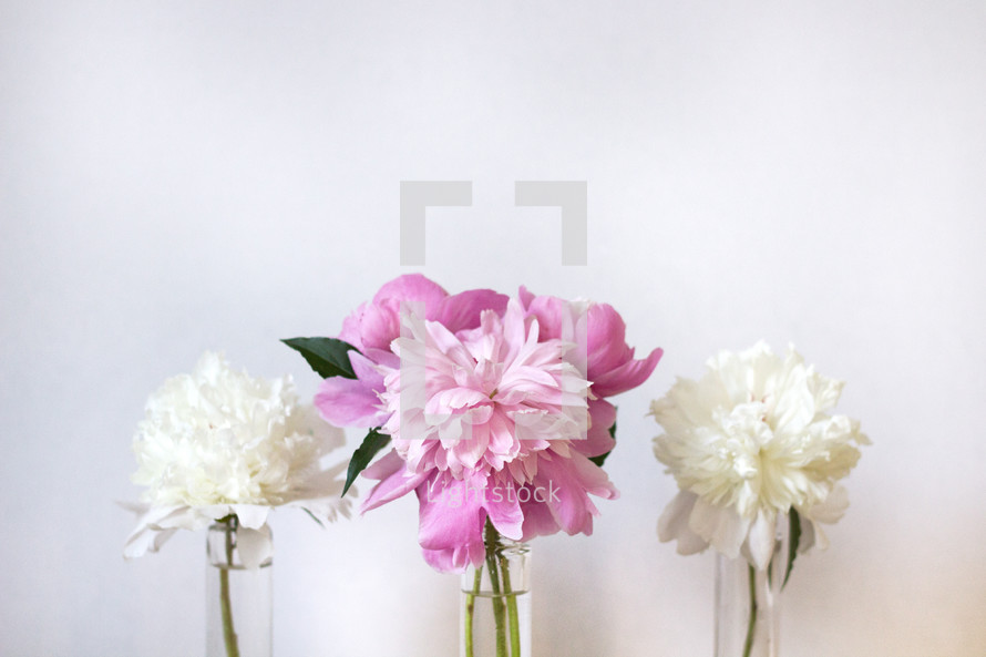 pink and white flowers in vases on a white background 