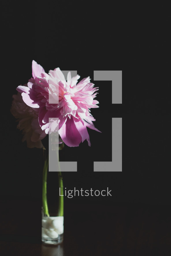 pink flowers in a vase against a background 
