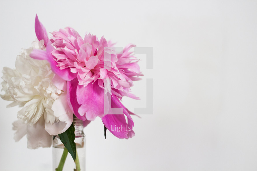 pink and white flowers in a vase on a white background 