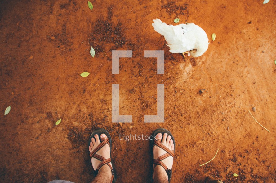 feet in sandals and a chicken 