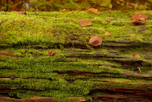 moss on an old log 