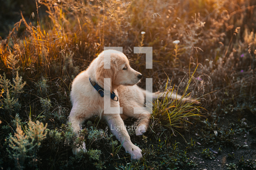 Fluffy Sweet Golden Retriever Puppy. Wonderful Summer Backdrop Pedigree mini pup