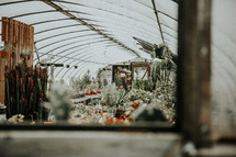 cacti in a greenhouse 