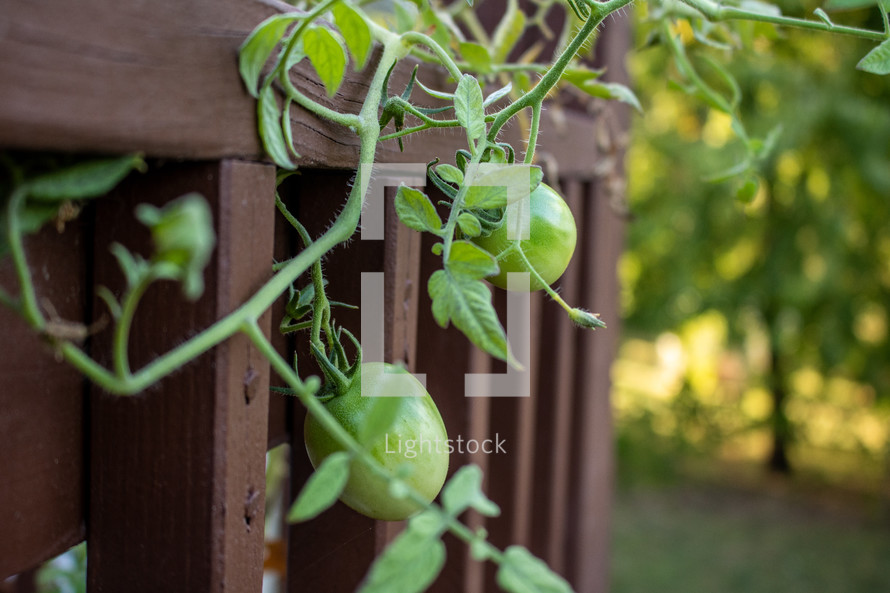 green tomatoes on the vine 