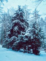 trees in winter snow 