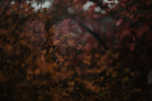 fall leaves on bush - selective focus