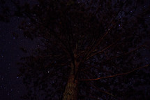 tree and stars t