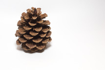pine cone on white 