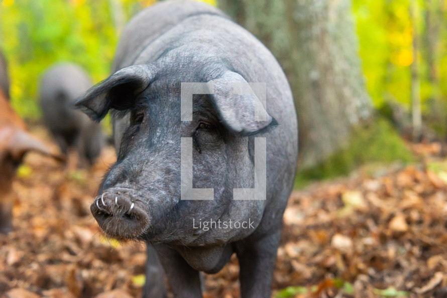 Close up portrait of iberican pig