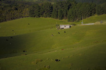 grazing cows on a green pasture 