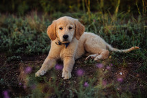 Amazing Portrait Of Adorable Golden Retriever Puppy On Summer Golden Hour Nature. Tiny dog, cute lovely pet, new member of family