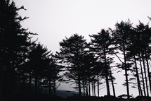 silhouettes of pine trees 
