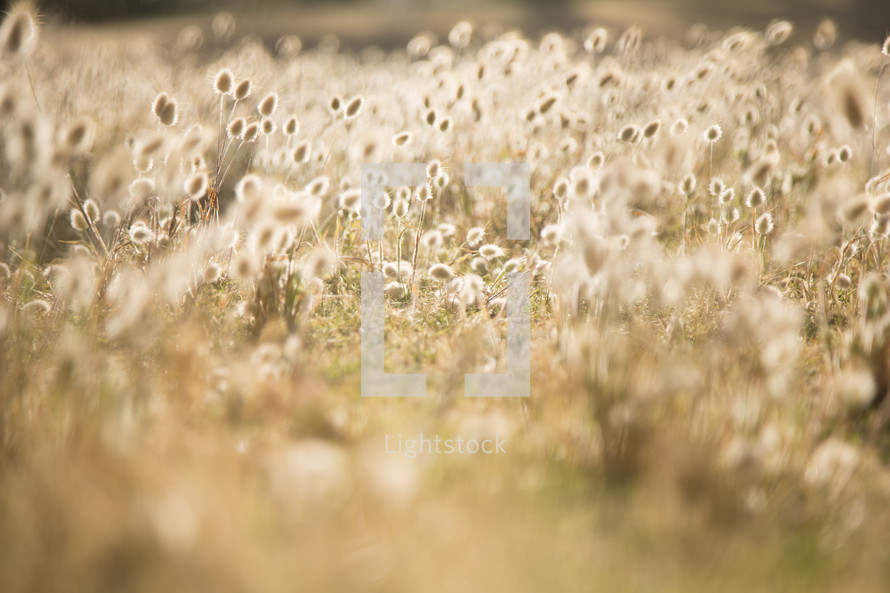 field of tall grasses