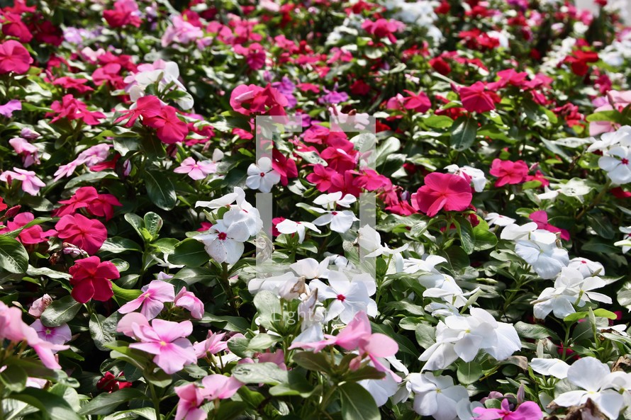 pink and white impatiens 