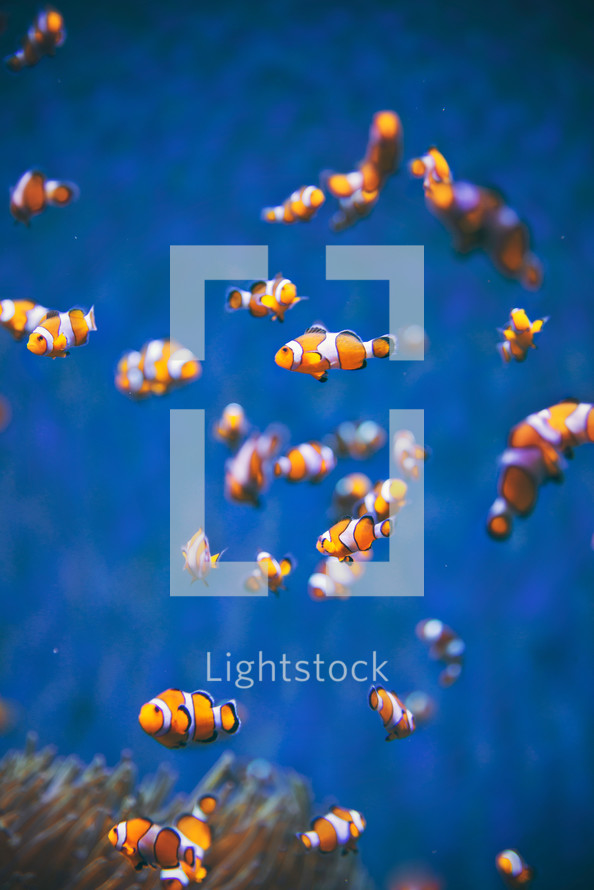 Clownfish in the water