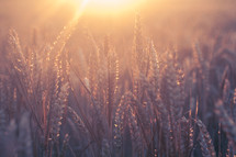 golden rays of light on wheat 